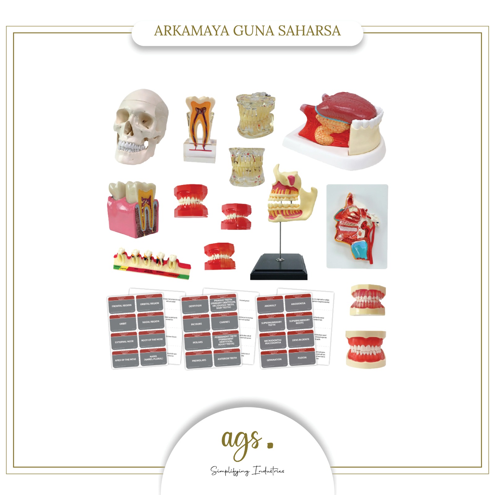 Microme Affordable Dental Anatomy Model